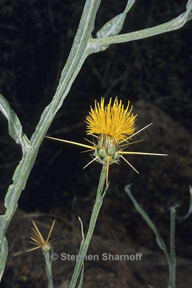 centaurea solstitalis 1 graphic